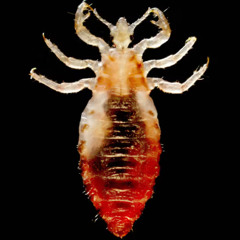 INFESTATION