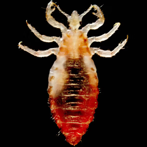 INFESTATION