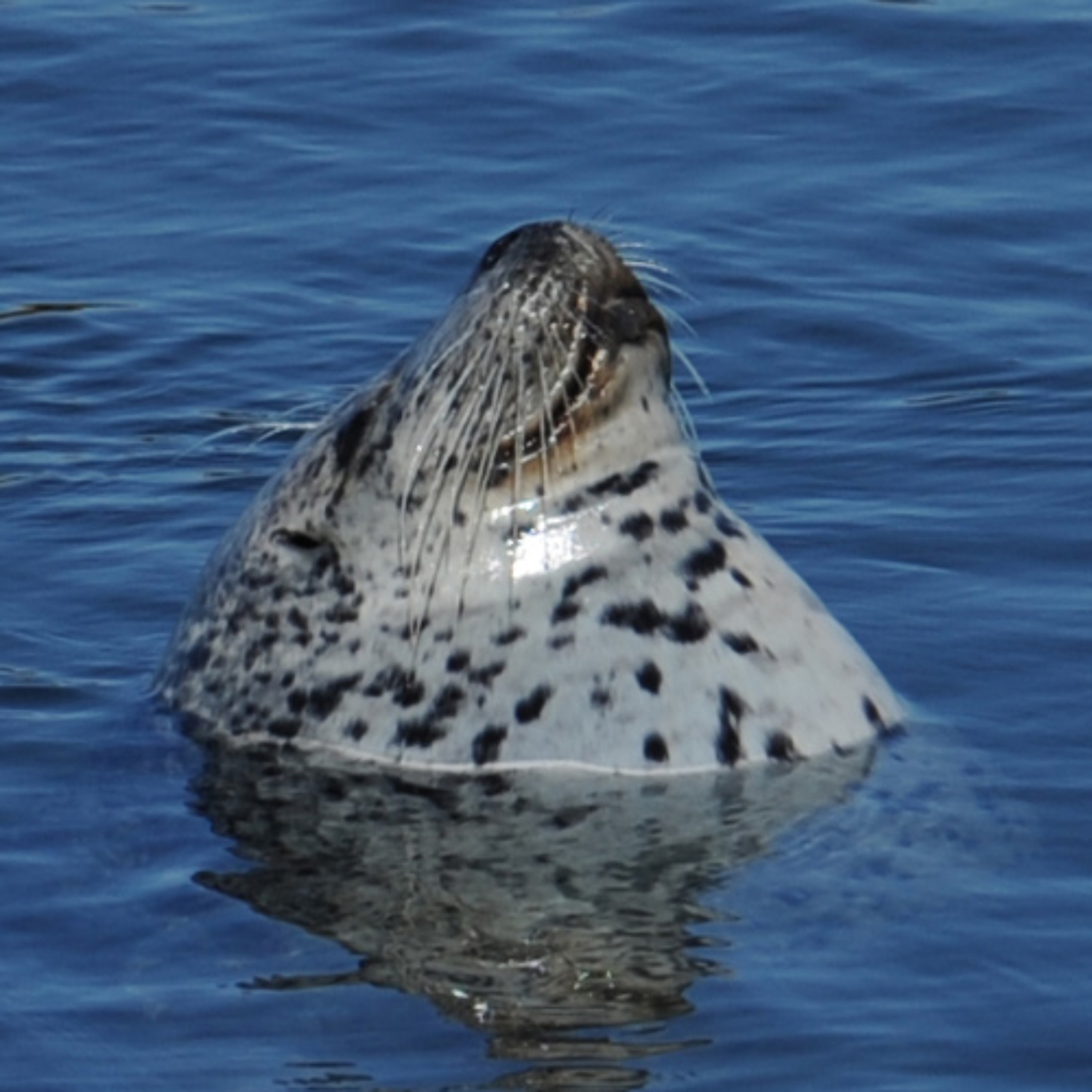 Episode 279–Mystery Sounds