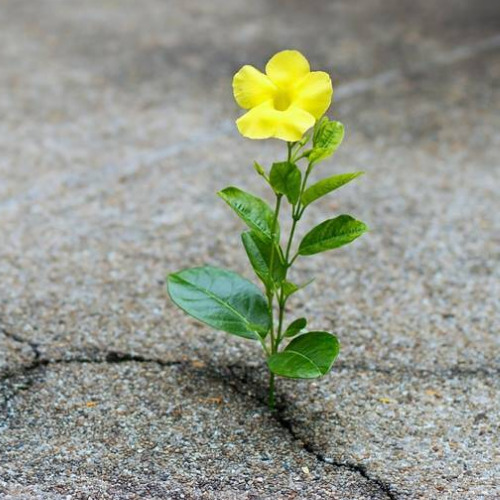Hope (M:KR 2023)