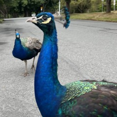 Fake People - The Medicine (ft. UDK.me)