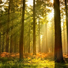 ForrestSun