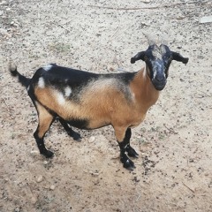 Street Da Green Light - Focado