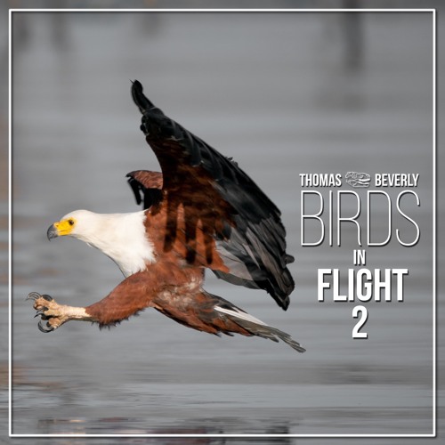 SD31 Birds In Flight 2