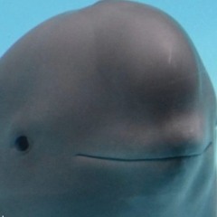 DJ I$hkoday - 38 Sunsets