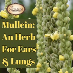 Mullein: A Herb For Lungs and Ears