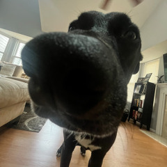 Pigeon Sock Trade (demo)