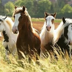 HOME - Don't. Trust. Horses.