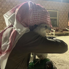 أحبك كثر صقارٍ تولع في محبة طير