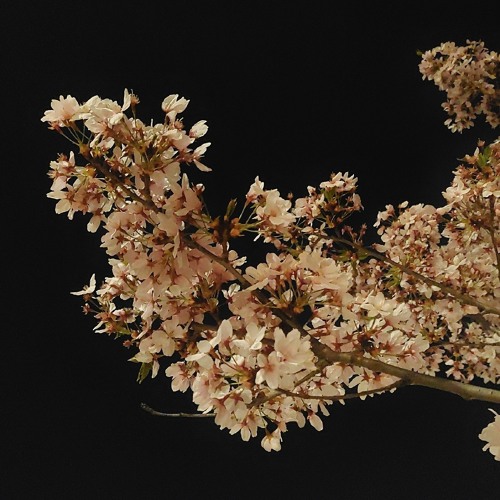 Untitled playlisㅎㅎ