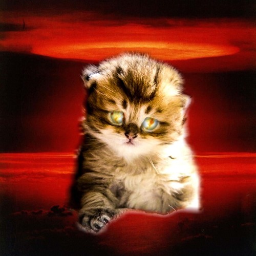 krups---cat flex