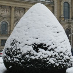 Tannenbaum, Replanted