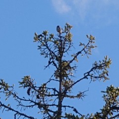 Europe's smallest Owl and biggest woodpecker