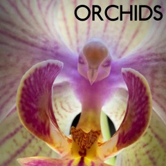 Orchids EP 2025- Empty