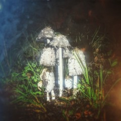 A Bad Trip 2 Nowhere (a.k.a. WaVa Zoom! )