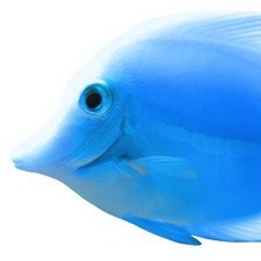 Fish Music