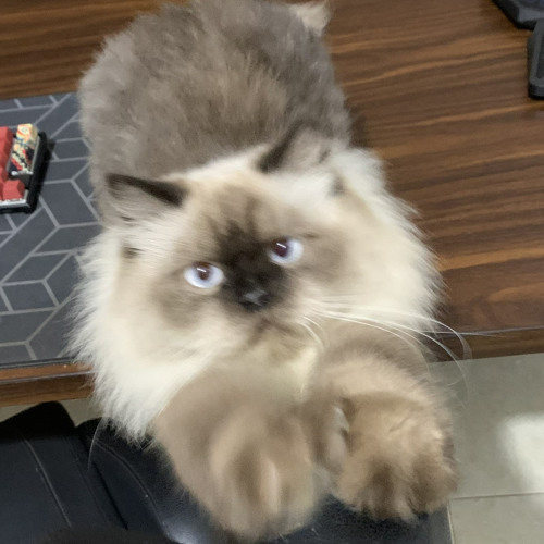 WM - BERI AKU WAKTU ( GRBY ) #TOMPEL REOG