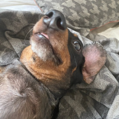 snow on my plate weather prod. ASTROBOY