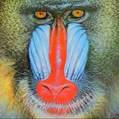 Mandrill Maze