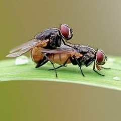 FLIES