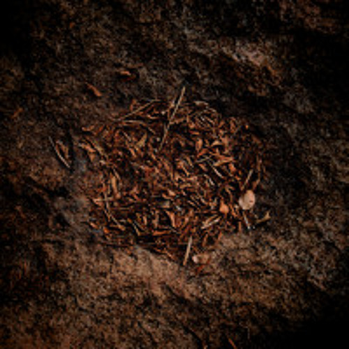 We Are Strung Between the Earth and the Stars