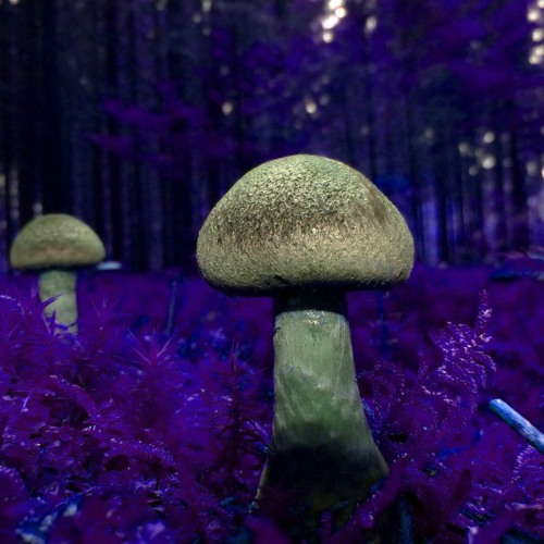 (FREE) Magic Mushroom (Prod. MTO N T)