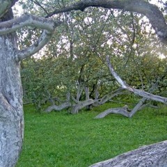 Дитинства клад