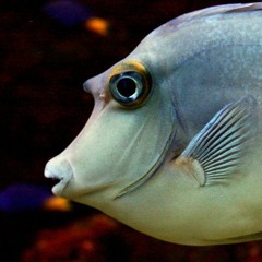 Los Peces en el rio (cover)