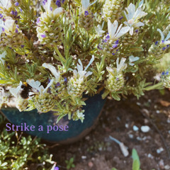 Strike A Pose (demo)