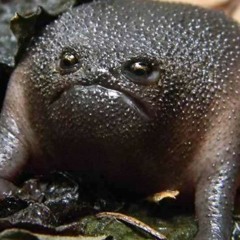 Sad Frog