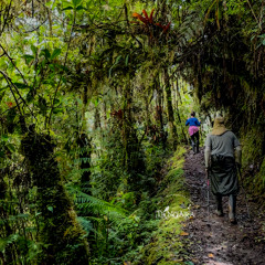 180425 / Listen Fauna / Pablo De La Flor / ANP PNYCH Binaural
