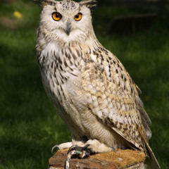 Owls (Djyamizoa remix)
