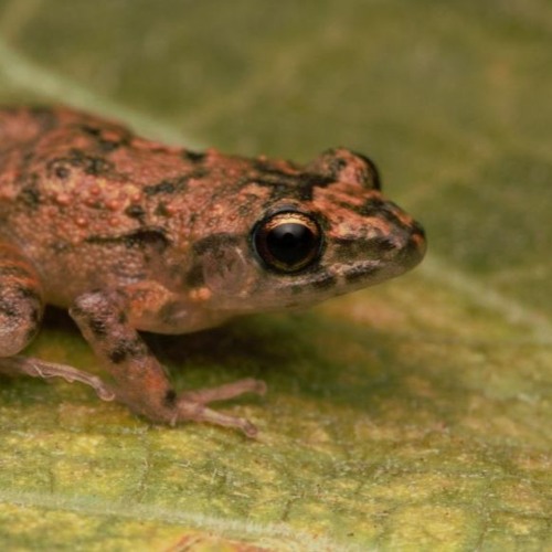 Eleutherodactylus planirostris (Greenhouse Frog). Call 2.