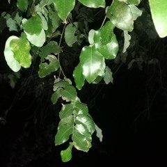 TIERRA ROTA ft. Alondra Noctvrna