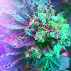 < H I G H > Chill Bangers Vol 15
