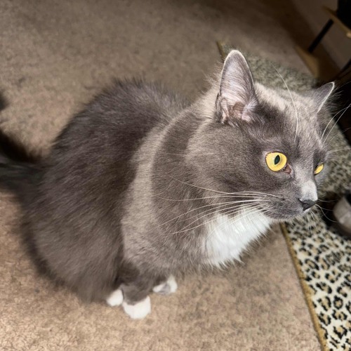 dont pass me by - river rats (I mastered)