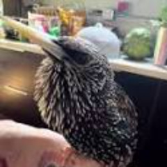 Birding with Al Batt on 7-08-2025