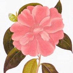 .camelia.