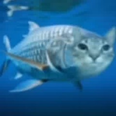 fish - kurffew
