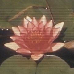 SUMMERŦIME SΔĐNESS