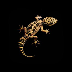 Jungle Mix 1