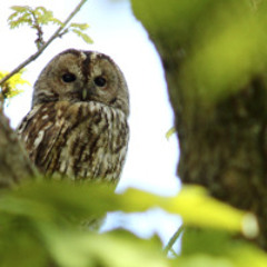 Terrifying calls of Tawny Owl