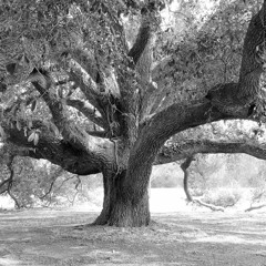 Oak Tree