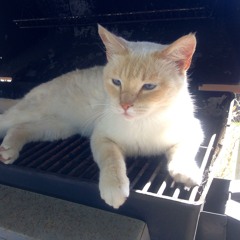 9 LIVES
