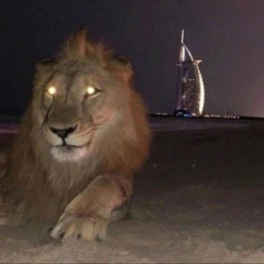 lean drinking lion in hollywood