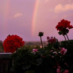 🌸 Dream Girl 🌸