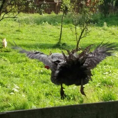 flying chicken cuts