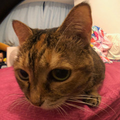 Song For Sindy (Live at Tai Kwun)