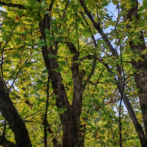 MiJoFranDa-Neptune-Autumn Day-OSC#200