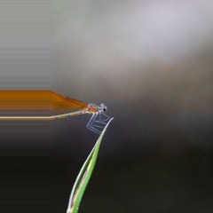 Odonata